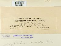 Puccinia punctata image