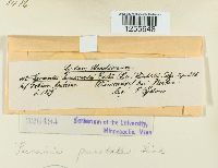 Puccinia punctata image