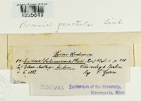 Puccinia punctata image