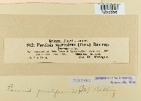 Puccinia punctiformis image