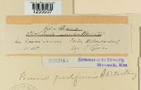 Puccinia punctiformis image