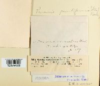 Puccinia punctiformis image