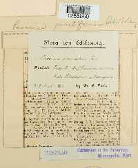 Puccinia punctiformis image