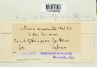 Puccinia punctiformis image