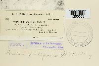 Puccinia punctiformis image