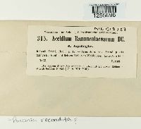 Puccinia recondita image