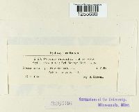 Puccinia recondita image