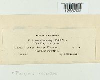 Puccinia recondita image