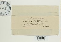 Puccinia ribis image