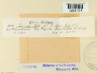 Puccinia ribis image