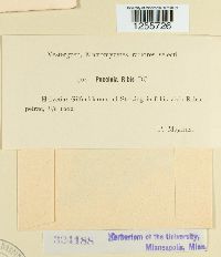 Puccinia ribis image