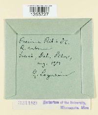 Puccinia ribis image