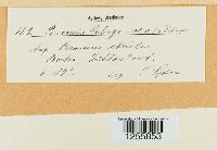 Puccinia rubigo-vera image