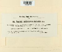 Puccinia sessilis image