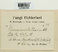 Puccinia sessilis image