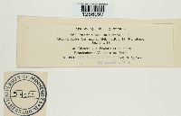 Puccinia sessilis image