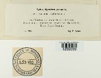 Puccinia sessilis image