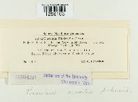 Puccinia sessilis image