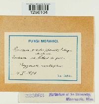 Puccinia sessilis image