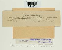 Puccinia sessilis image