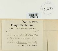 Puccinia hordei image