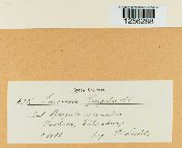 Puccinia arenariae image