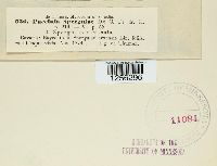 Puccinia arenariae image