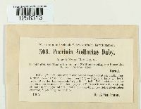 Puccinia arenariae image