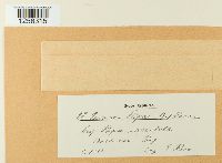 Puccinia stipae image