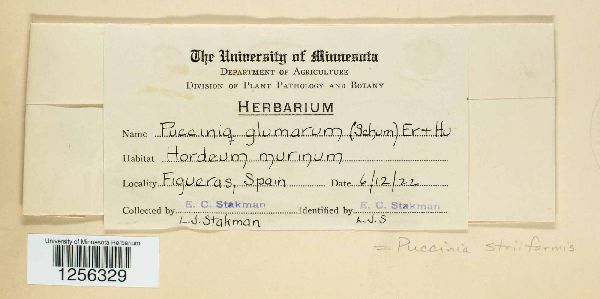 Puccinia striiformis image