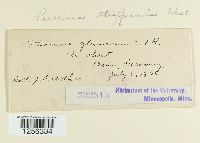 Puccinia striiformis image