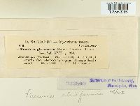 Puccinia striiformis image