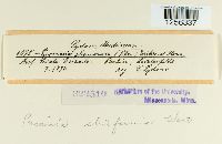 Puccinia striiformis image