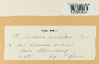 Puccinia punctiformis image