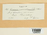 Puccinia punctiformis image