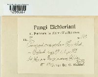 Puccinia punctiformis image