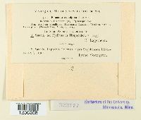 Puccinia punctiformis image