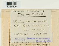 Puccinia tanaceti image