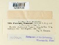 Puccinia tanaceti image