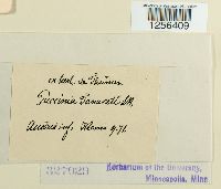 Puccinia tanaceti image