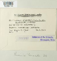 Puccinia tanaceti image