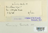 Puccinia tanaceti image