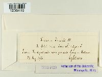 Puccinia tanaceti image