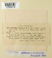 Puccinia tanaceti image