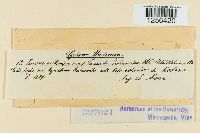 Puccinia tanaceti image