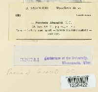 Puccinia tanaceti image