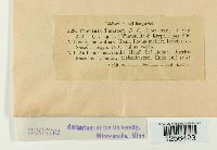 Puccinia tanaceti image