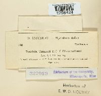 Puccinia tanaceti image