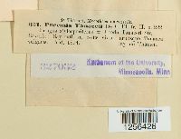 Puccinia tanaceti image