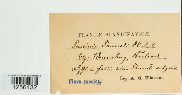 Puccinia tanaceti image